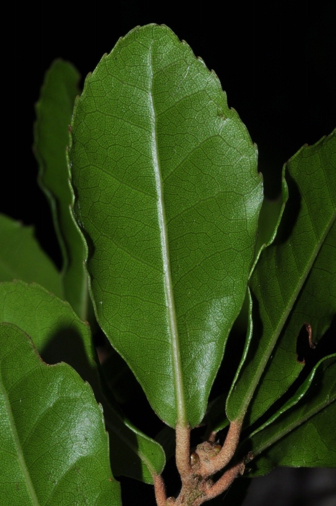 Fagaceae Quercus phyllirioides