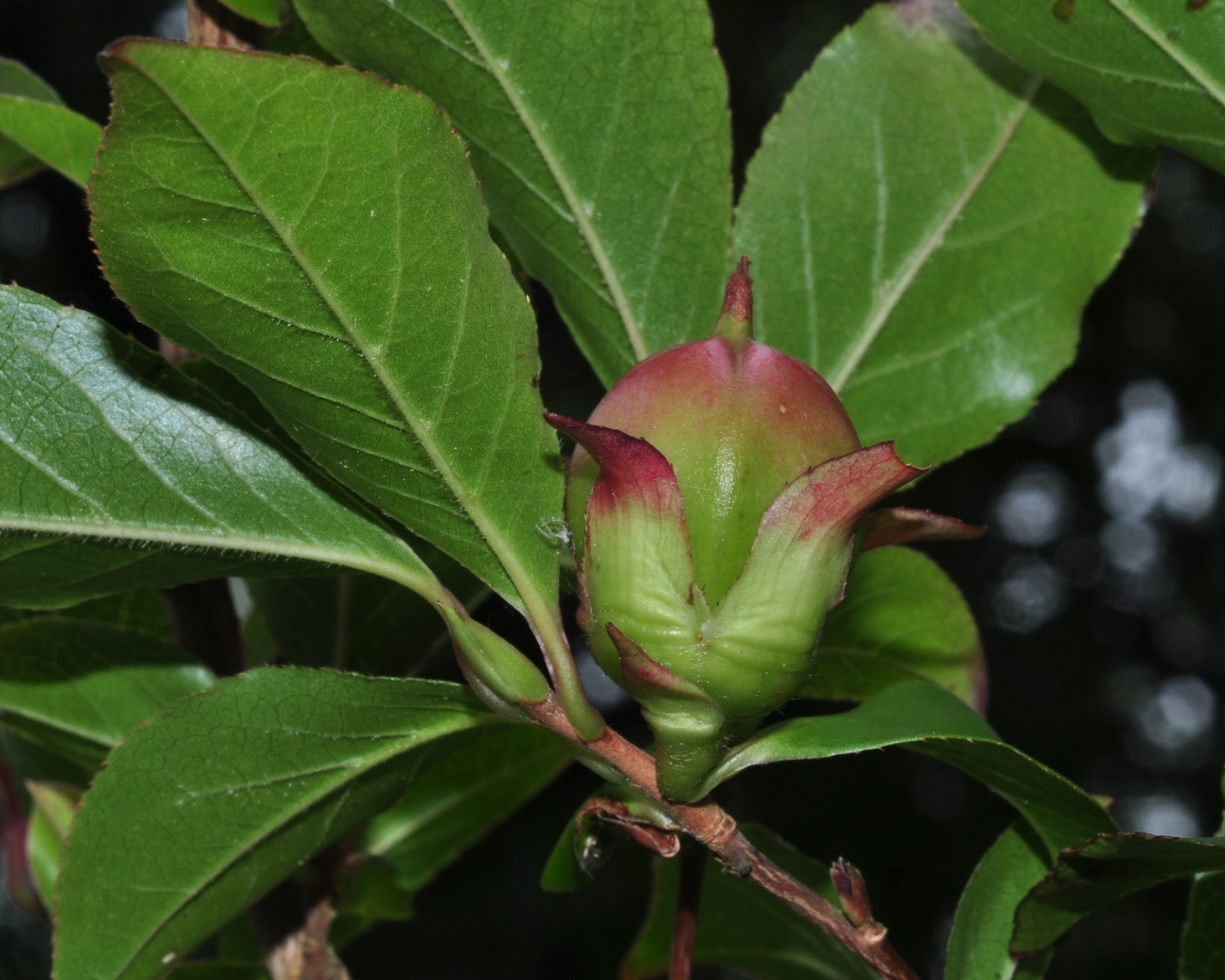 Theaceae Stewartia rostrata