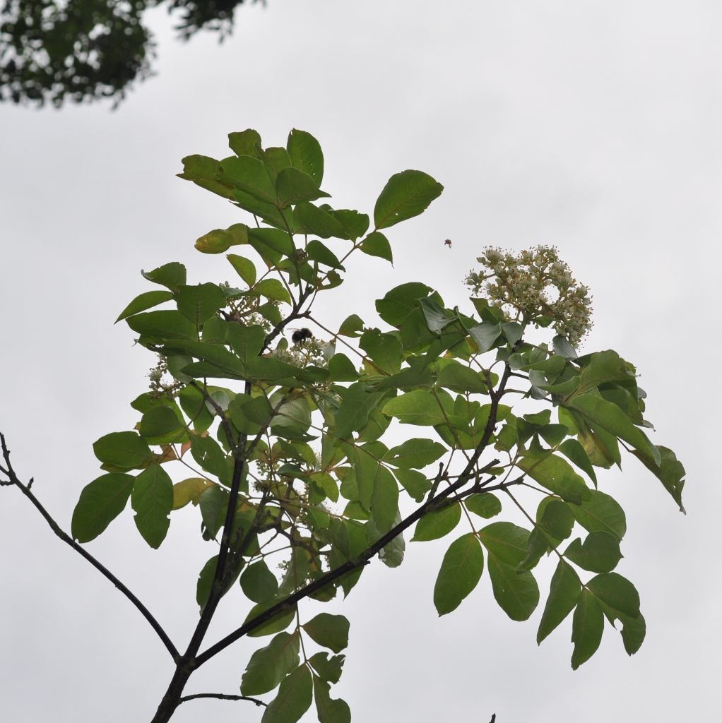 Rutaceae Tetradium daniellii