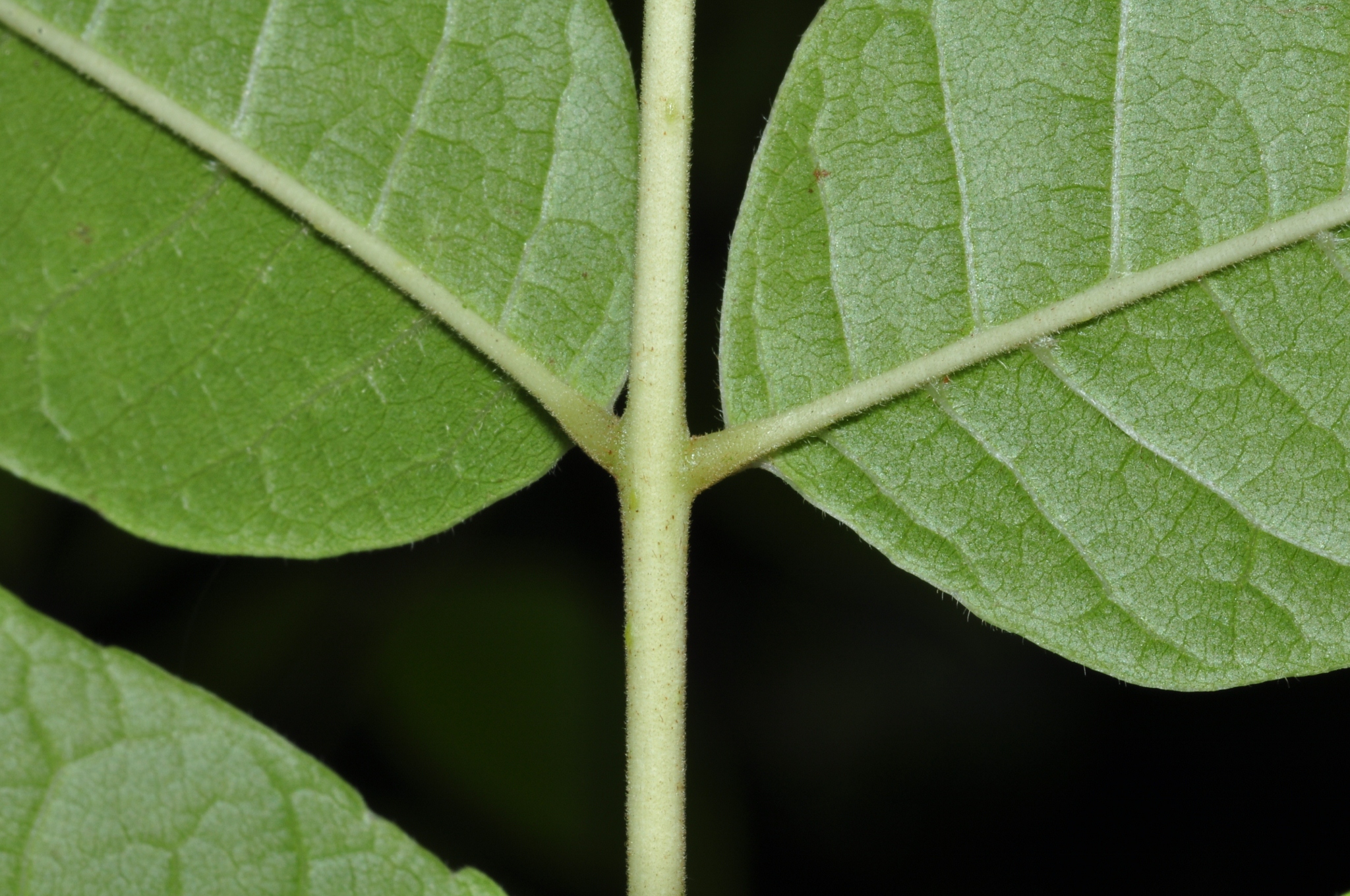 Meliaceae Toona sinensis