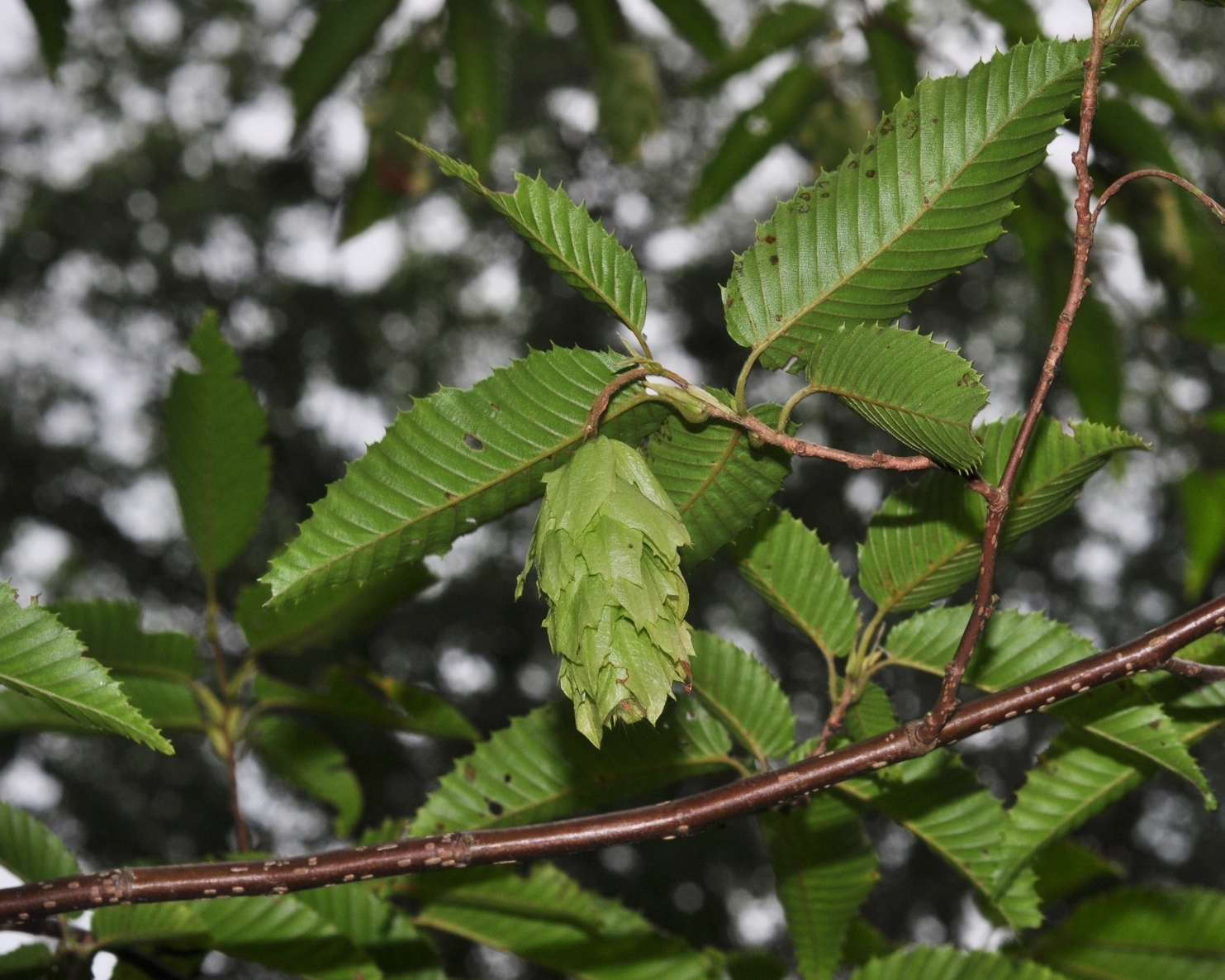Betulaceae Carpinus japonica