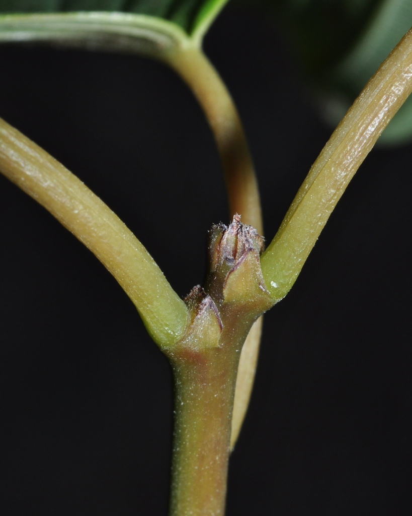 Rhamnaceae Berchemia racemosa