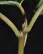 image of Berchemia racemosa