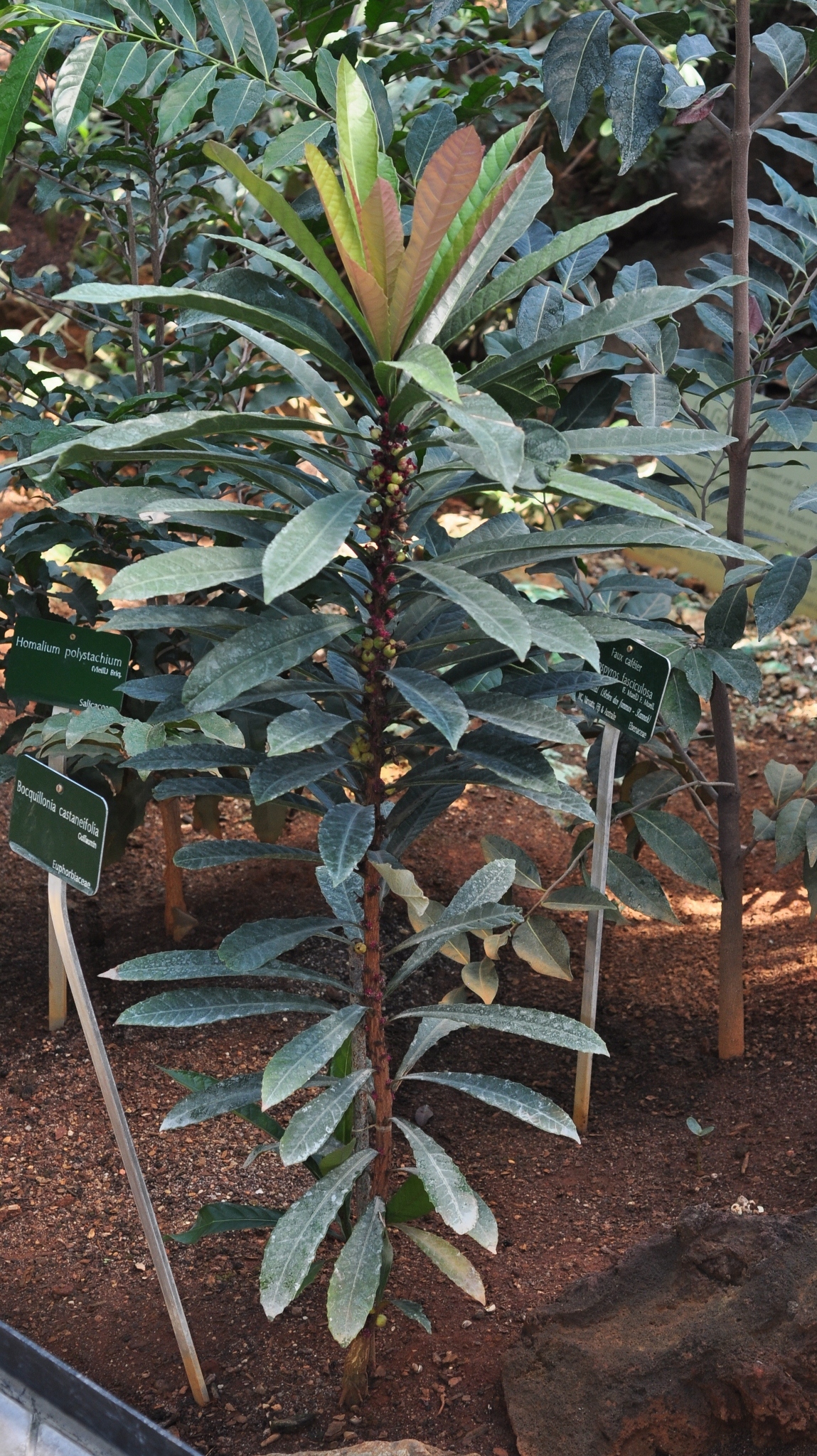 Euphorbiaceae Bocquillonia castaneifolia
