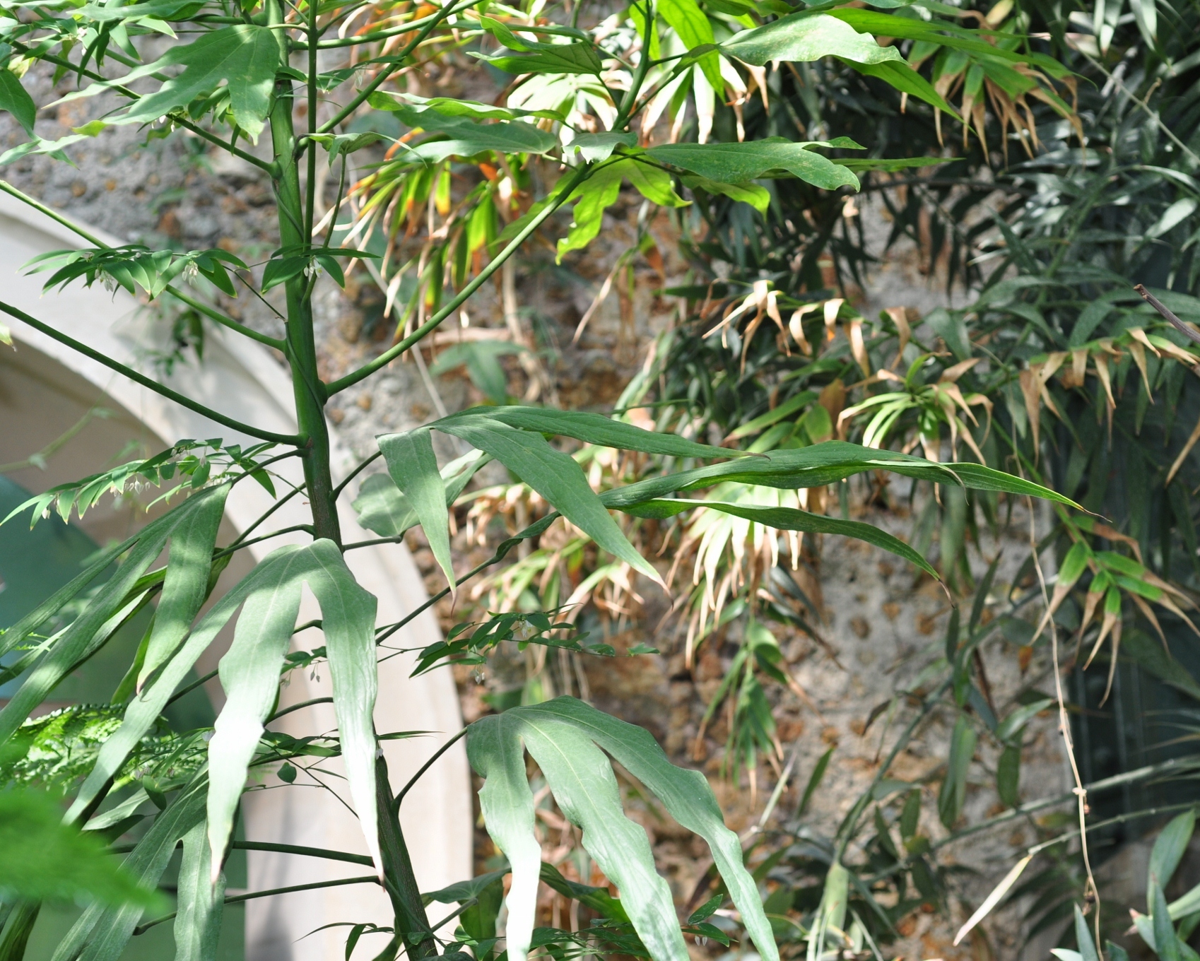 Hernandiaceae Hernandia cordigera