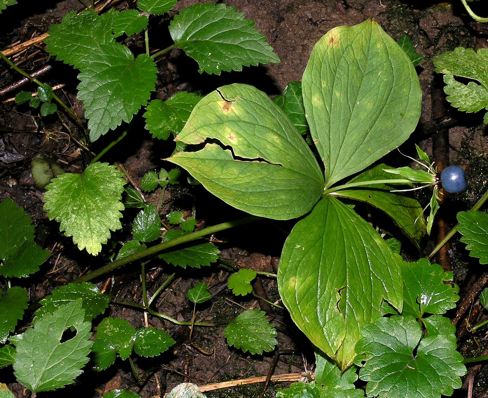 Melanthiaceae Paris quadrifolia
