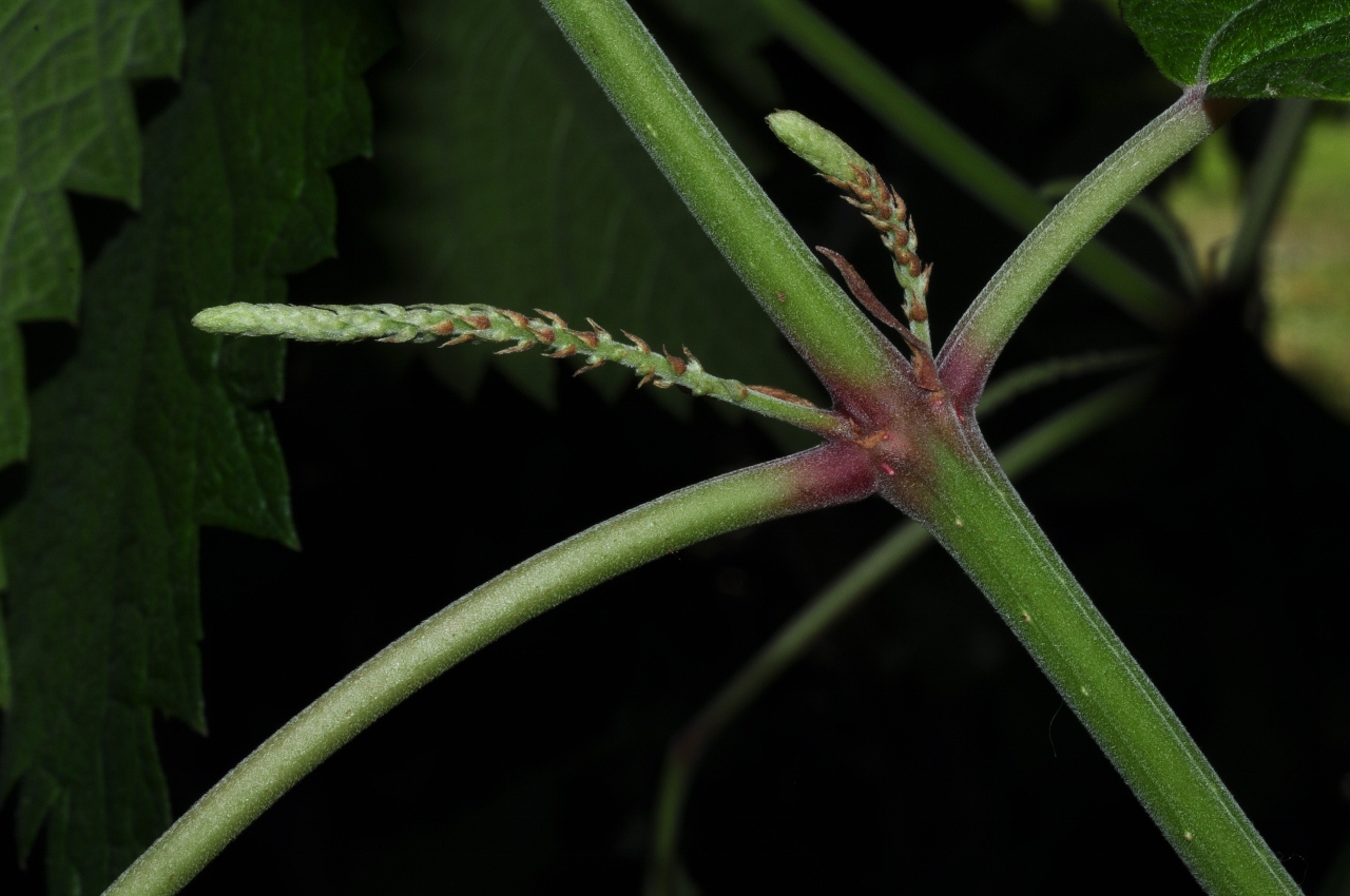 Urticaceae Boehmeria cilindrica