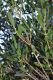 image of Phyllirea angustifolia