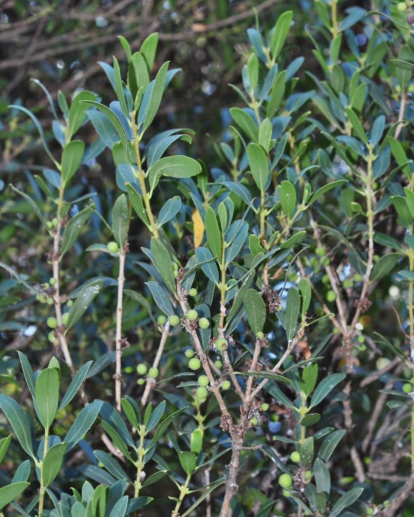 Oleaceae Phyllirea angustifolia