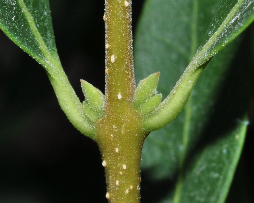 Oleaceae Phyllirea angustifolia