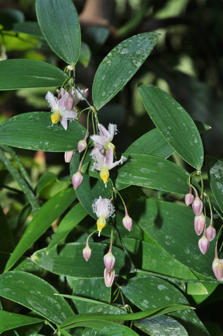 Asphodelaceae Geitonoplesium cymosum