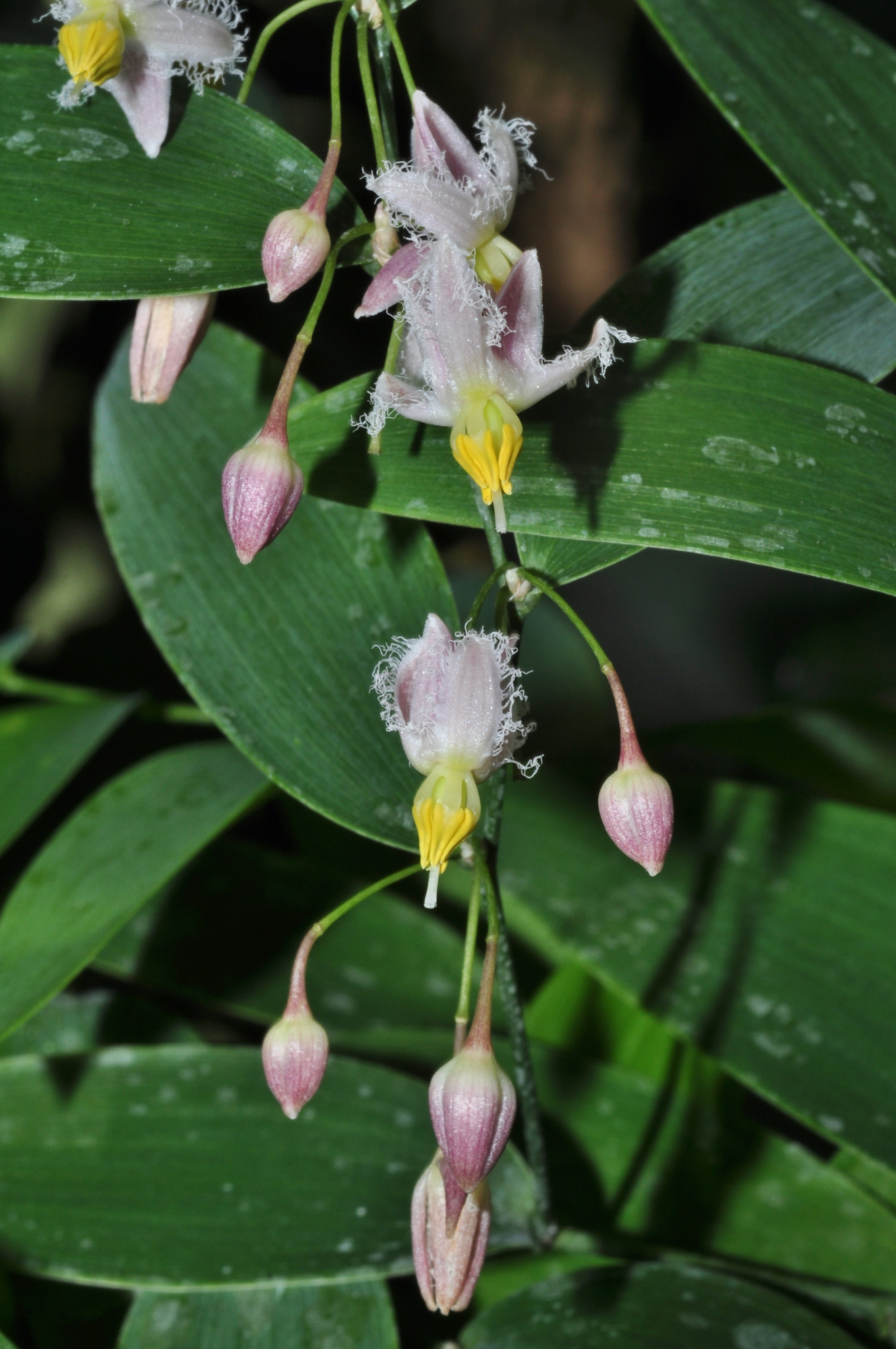 Asphodelaceae Geitonoplesium cymosum