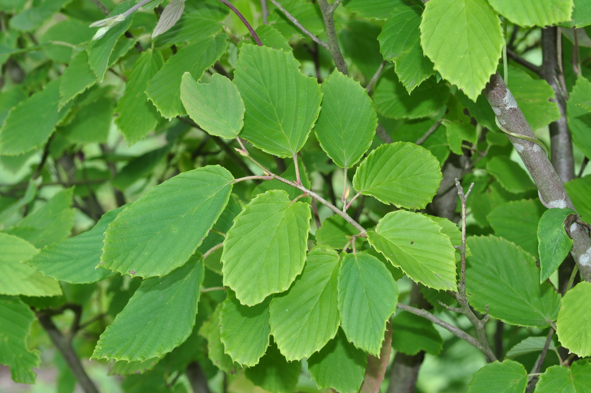 Hamamelidaceae Corylopsis glabrescens