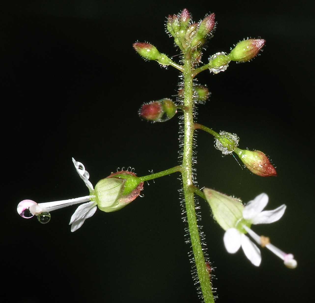 Onagraceae Circaea lutetiana