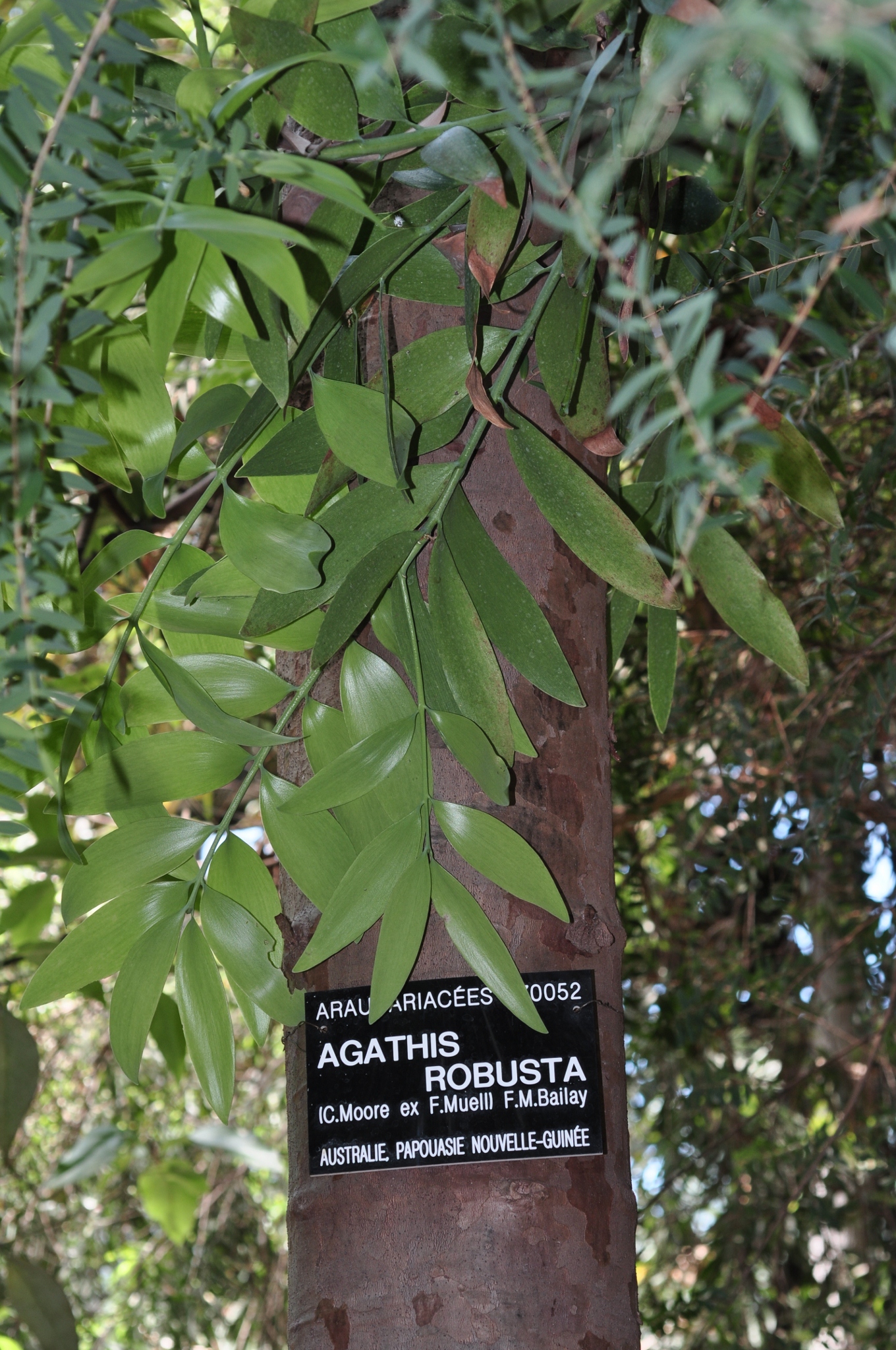 Araucariaceae Agathis robusta