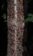 image of Araucaria laubenfelsii