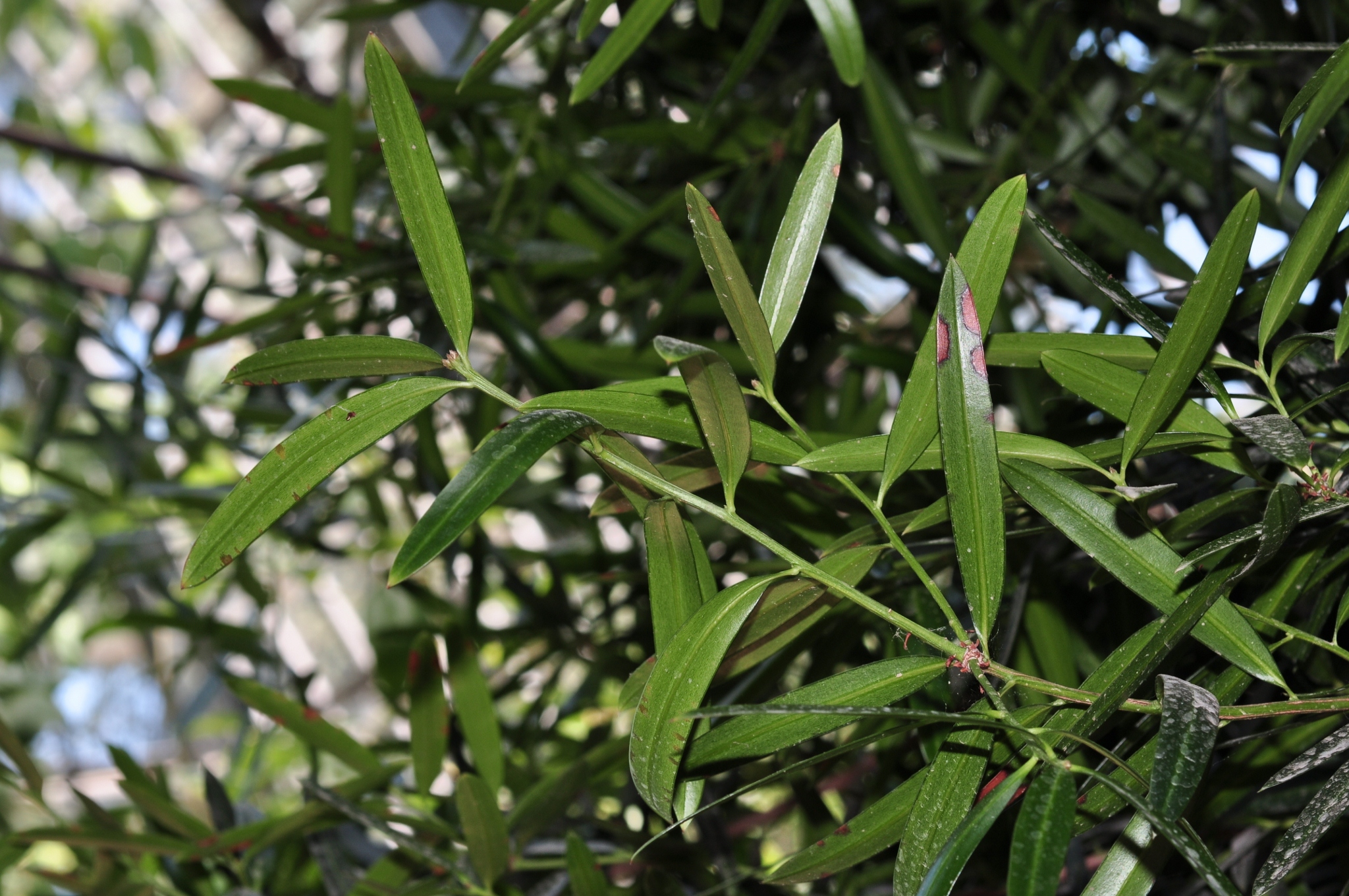 Podocarpaceae Podocarpus neriifolius