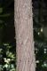 image of Podocarpus neriifolius