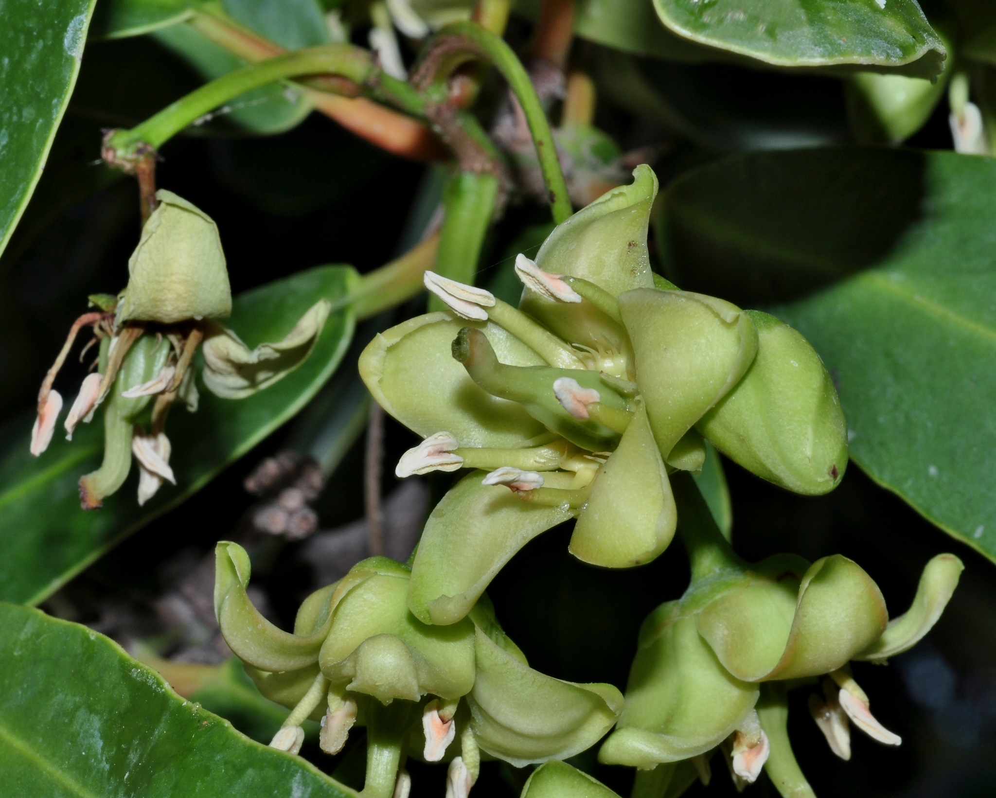 Celastraceae Brexia spinosa