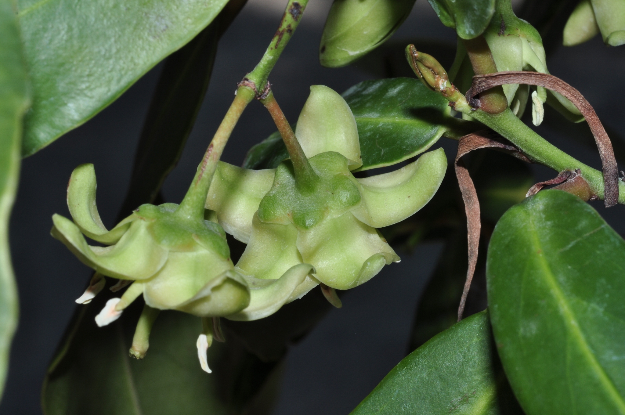 Celastraceae Brexia spinosa