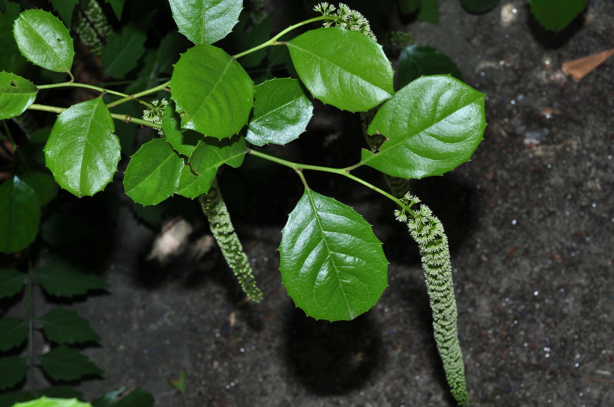 Iteaceae Itea ilicifolia