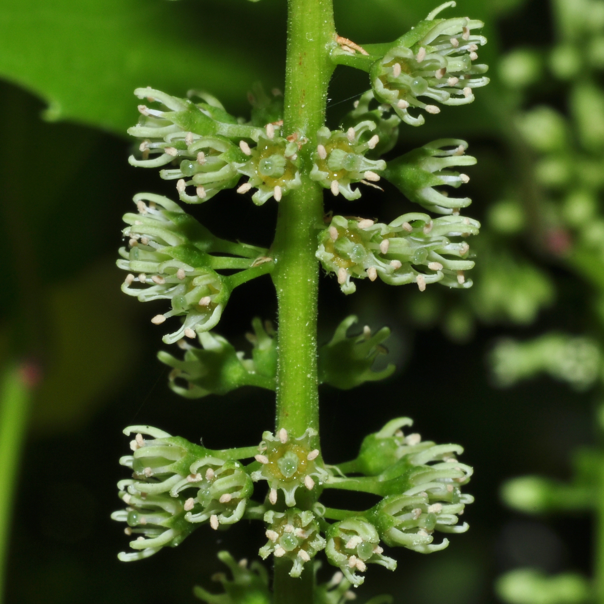 Iteaceae Itea ilicifolia
