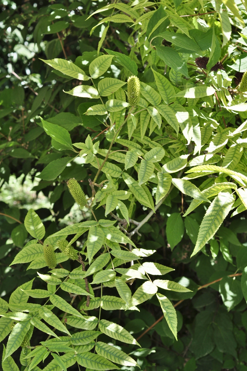 Juglandaceae Platycarya strobilacea