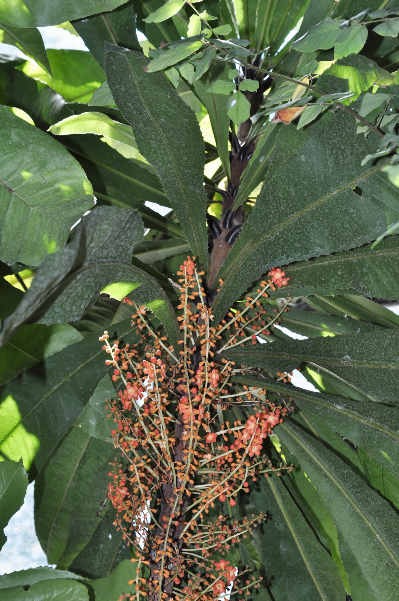 Primulaceae Clavija ornata