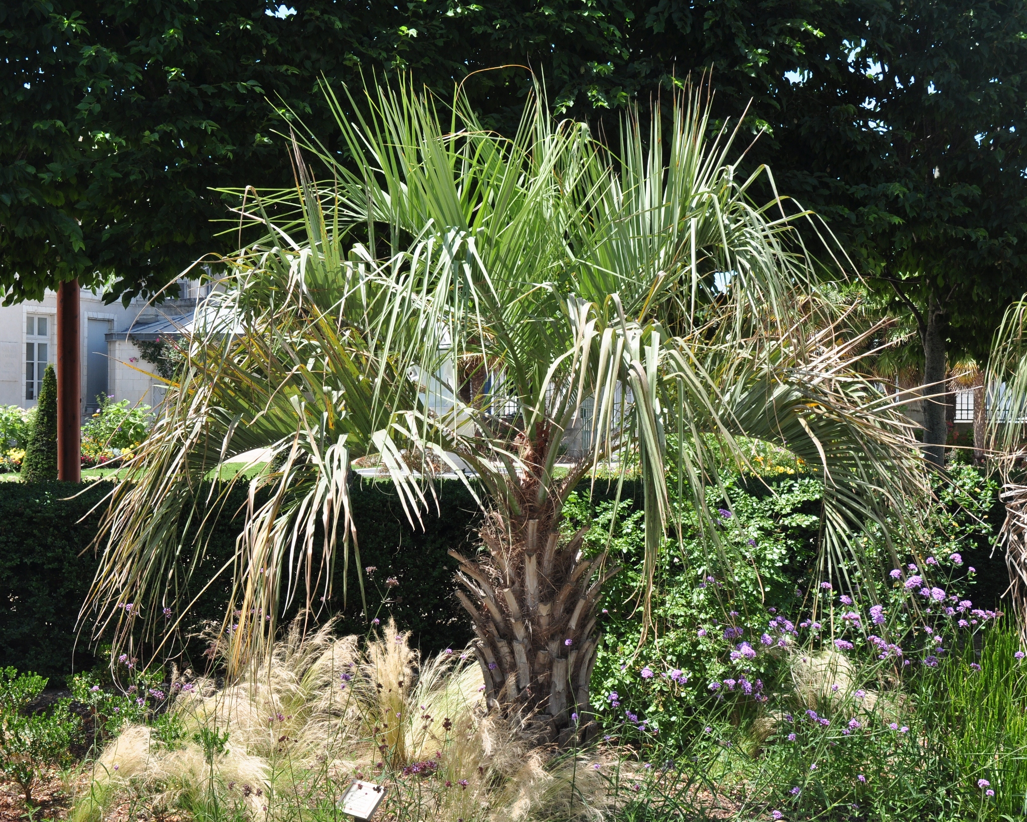 Arecaceae Butia capitata