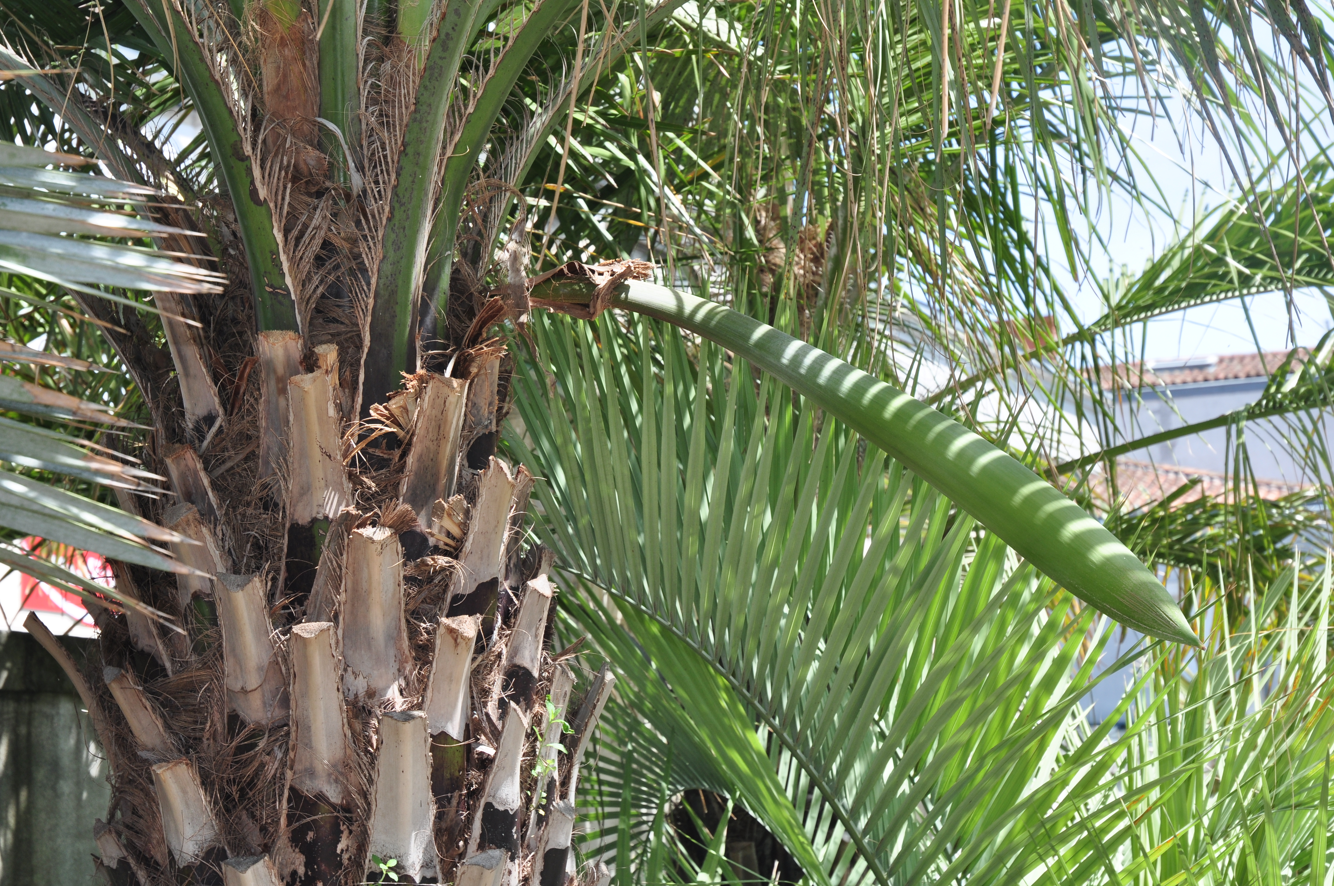 Arecaceae Butia yatay