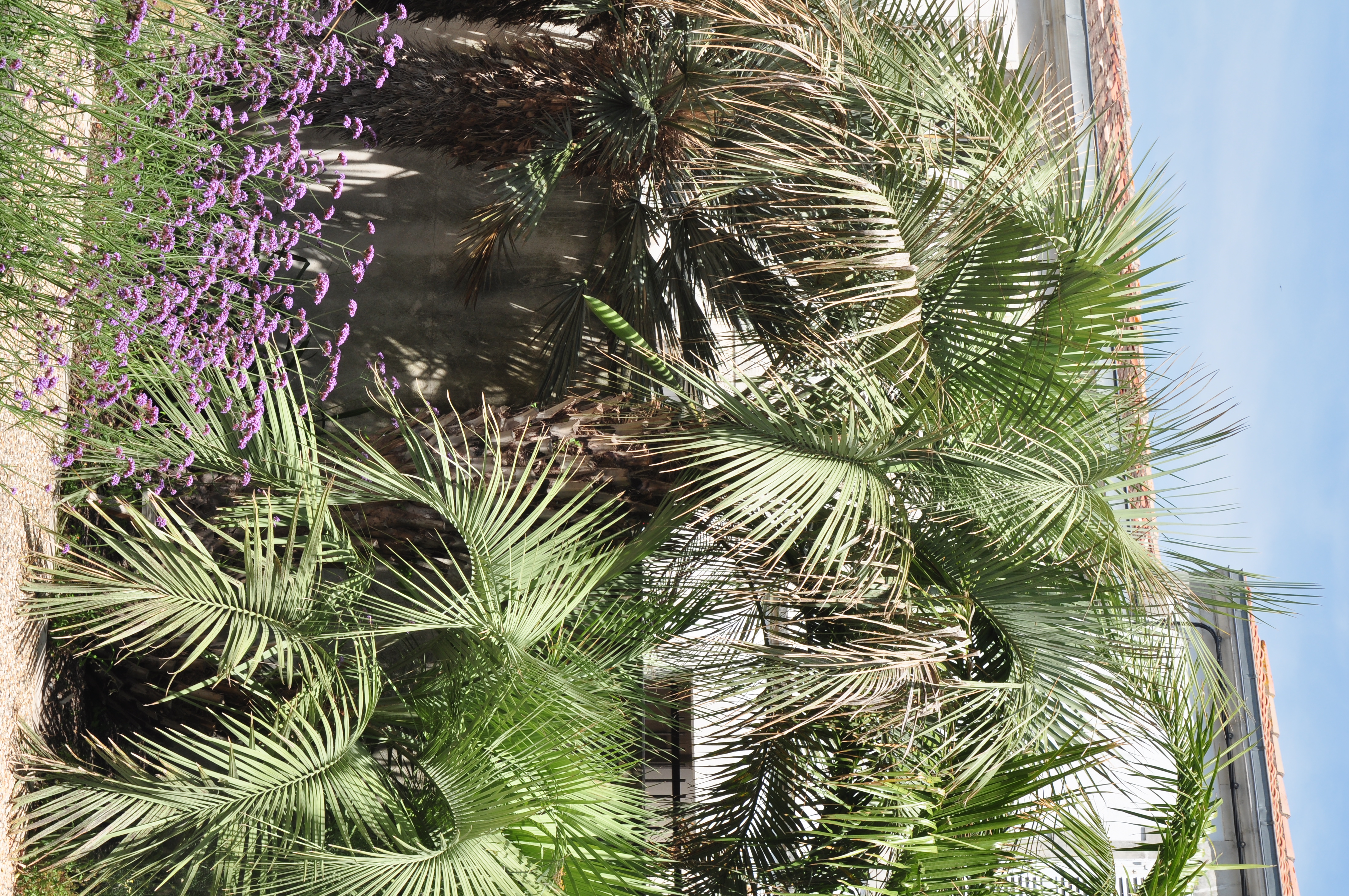 Arecaceae Butia yatay