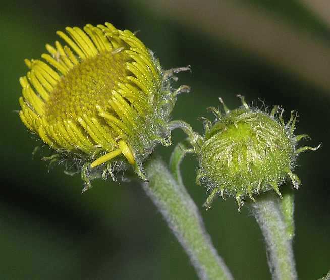 Asteraceae Pulicaria dysenterica
