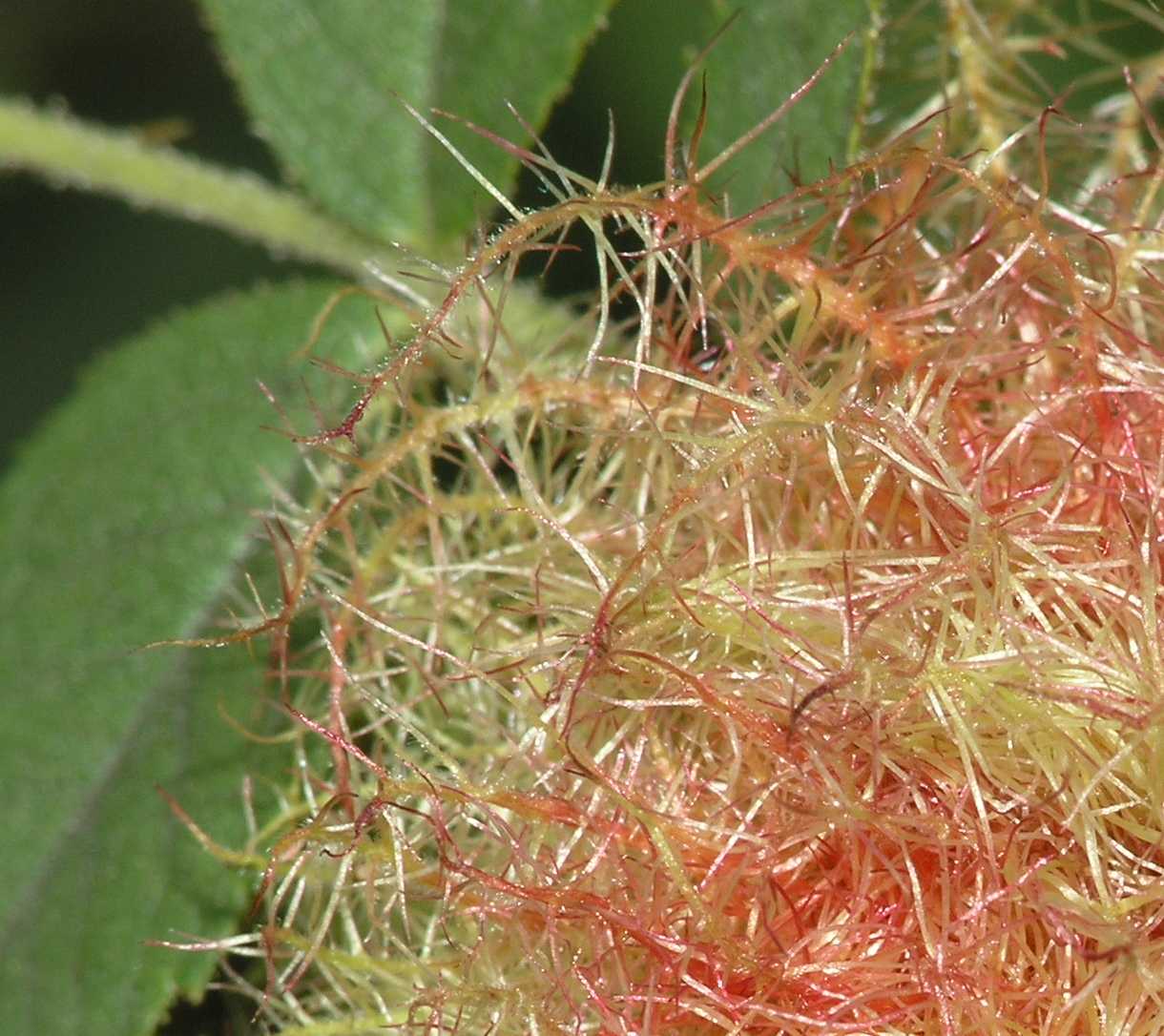 Cynipidae Diplolepis rosae