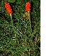image of Arum maculatum