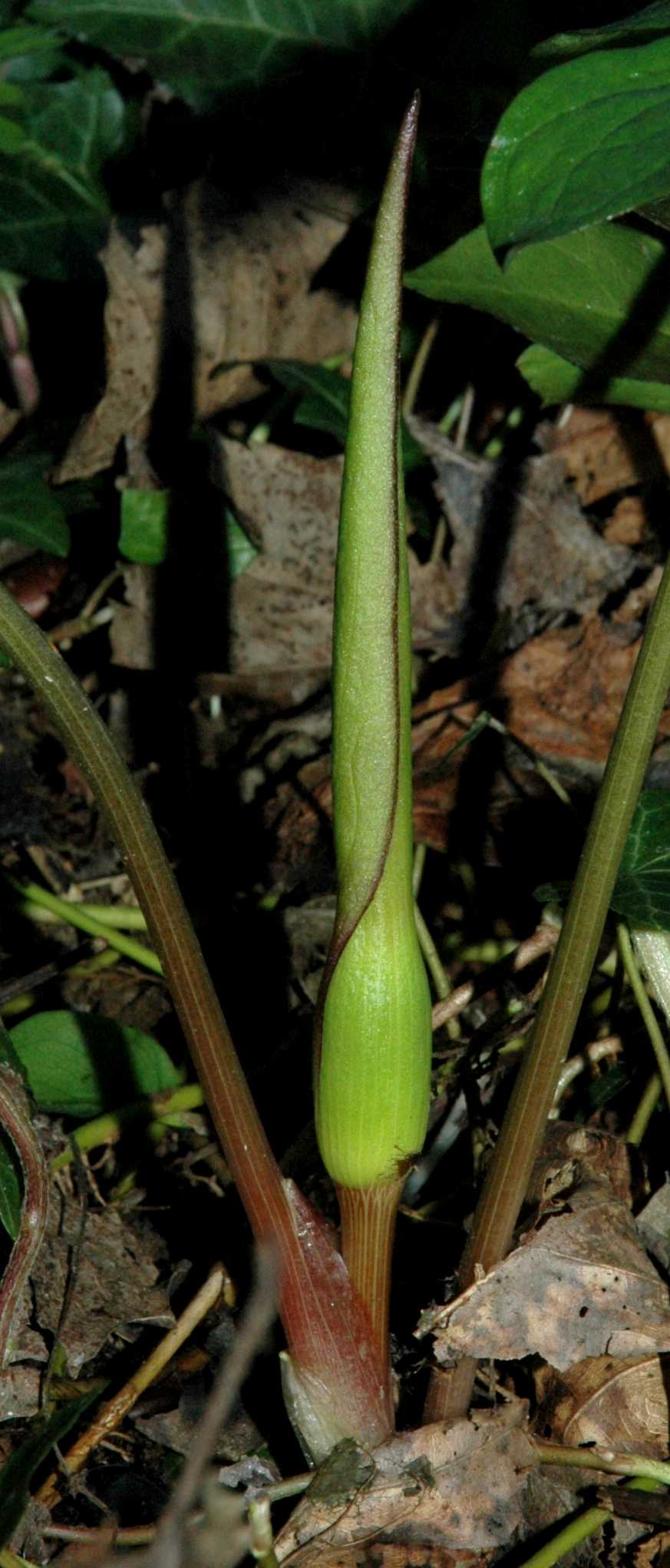 Araceae Arum maculatum