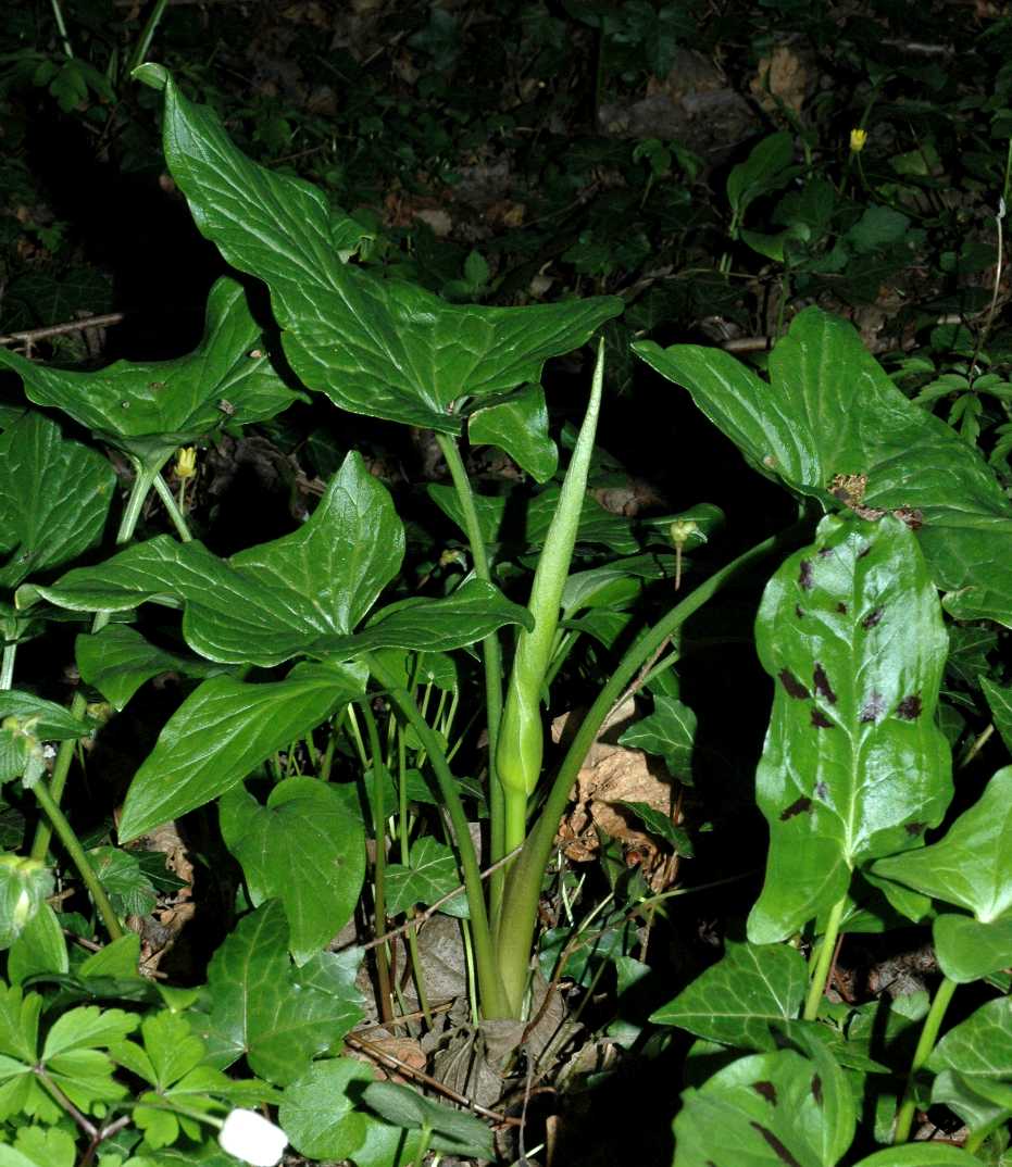 Araceae Arum maculatum