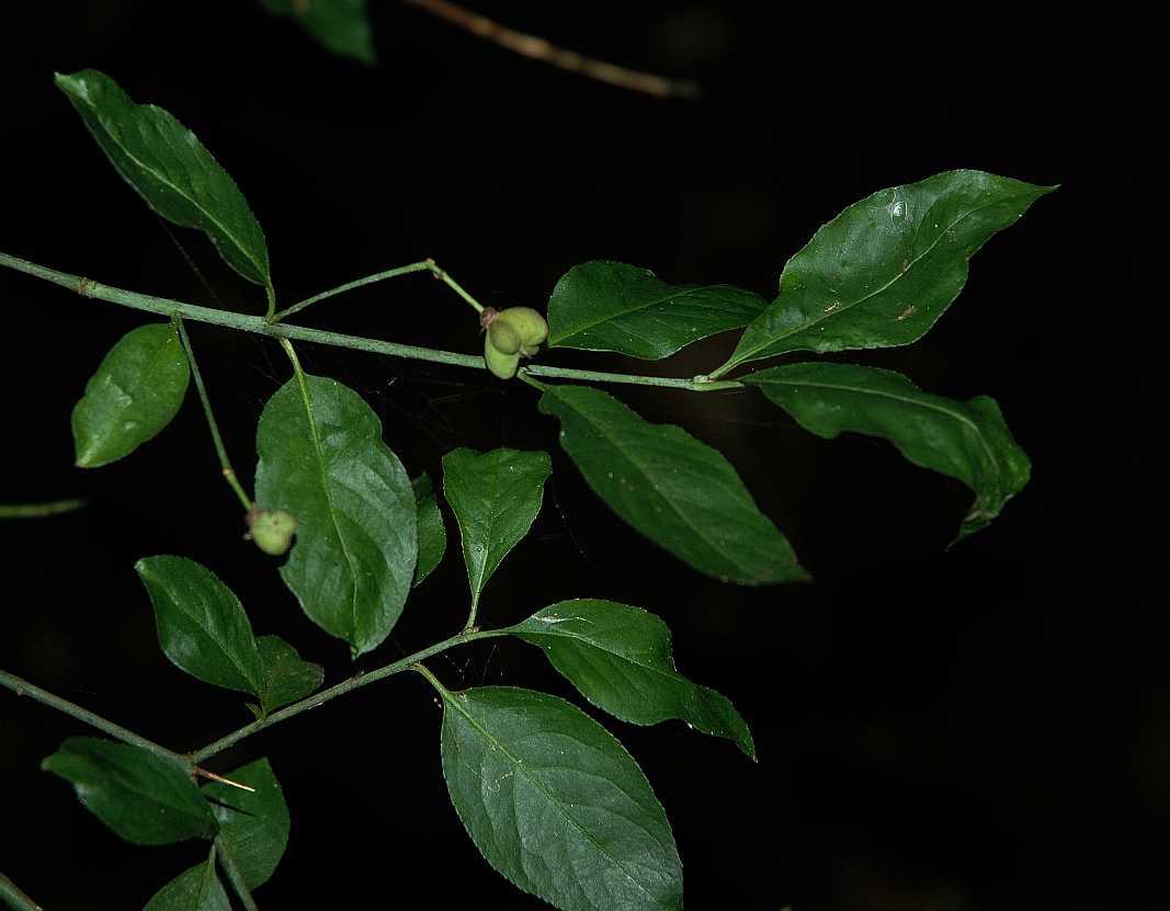 Celastraceae Euonymus europaeus