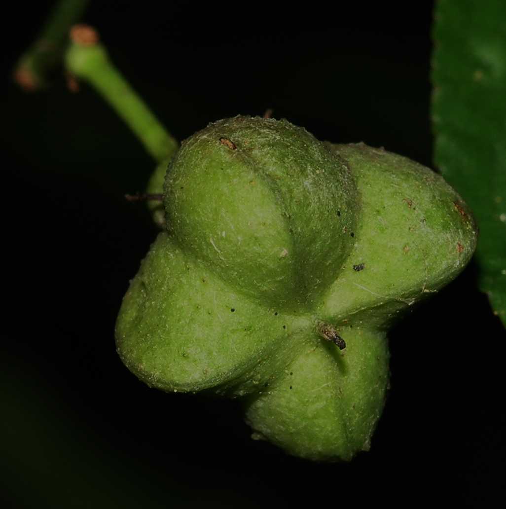 Celastraceae Euonymus europaeus