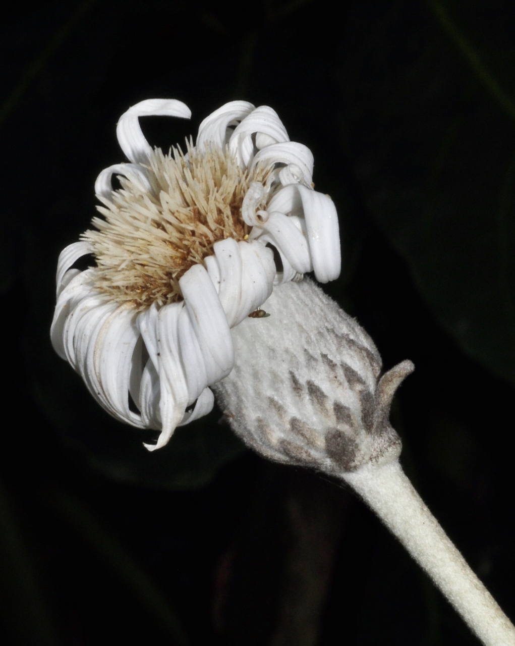 Asteraceae Pachystegia insignis