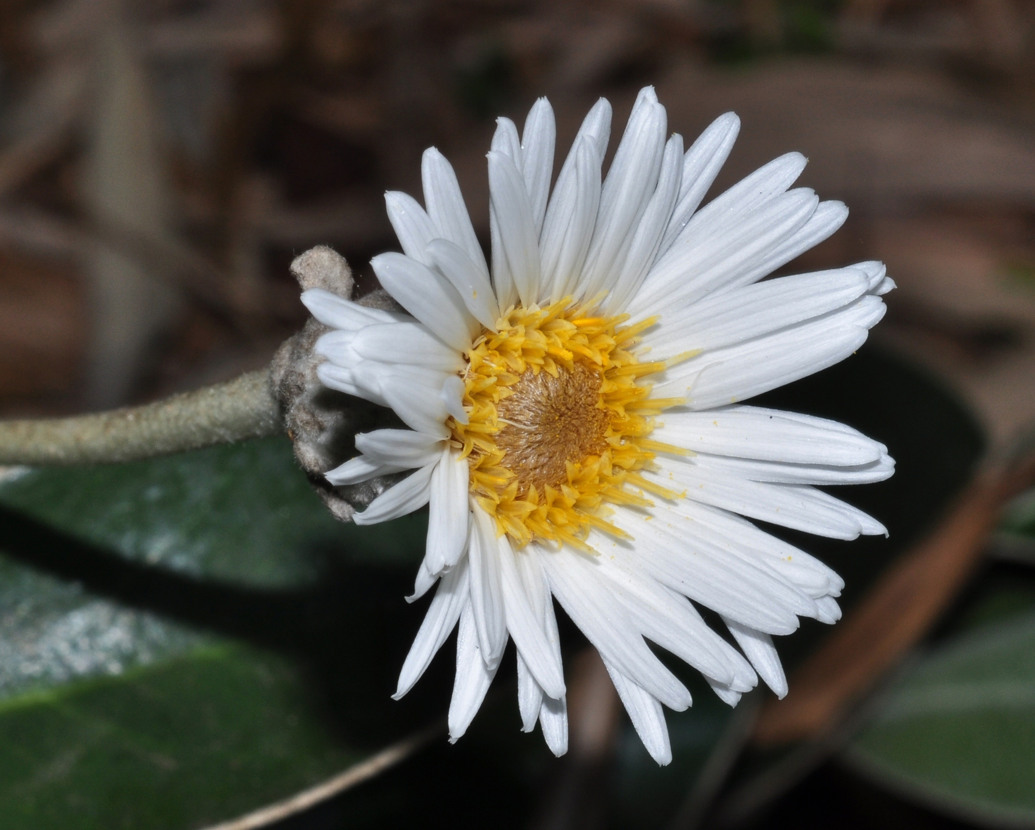 Asteraceae Pachystegia insignis