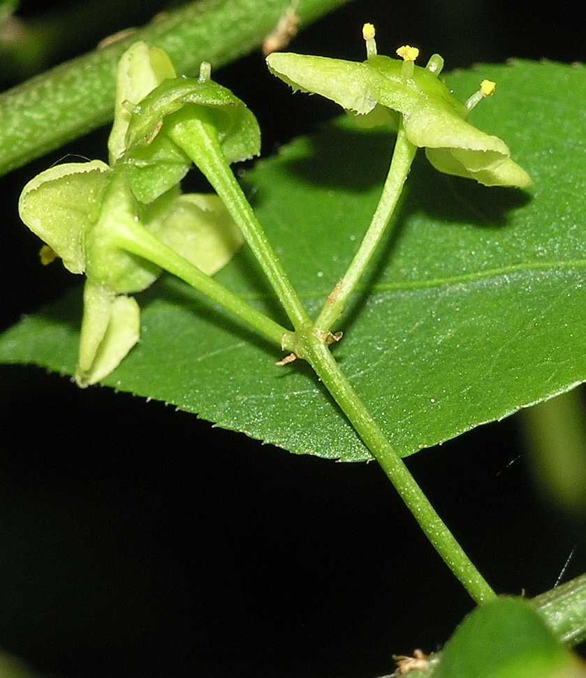 Celastraceae Euonymus alatus