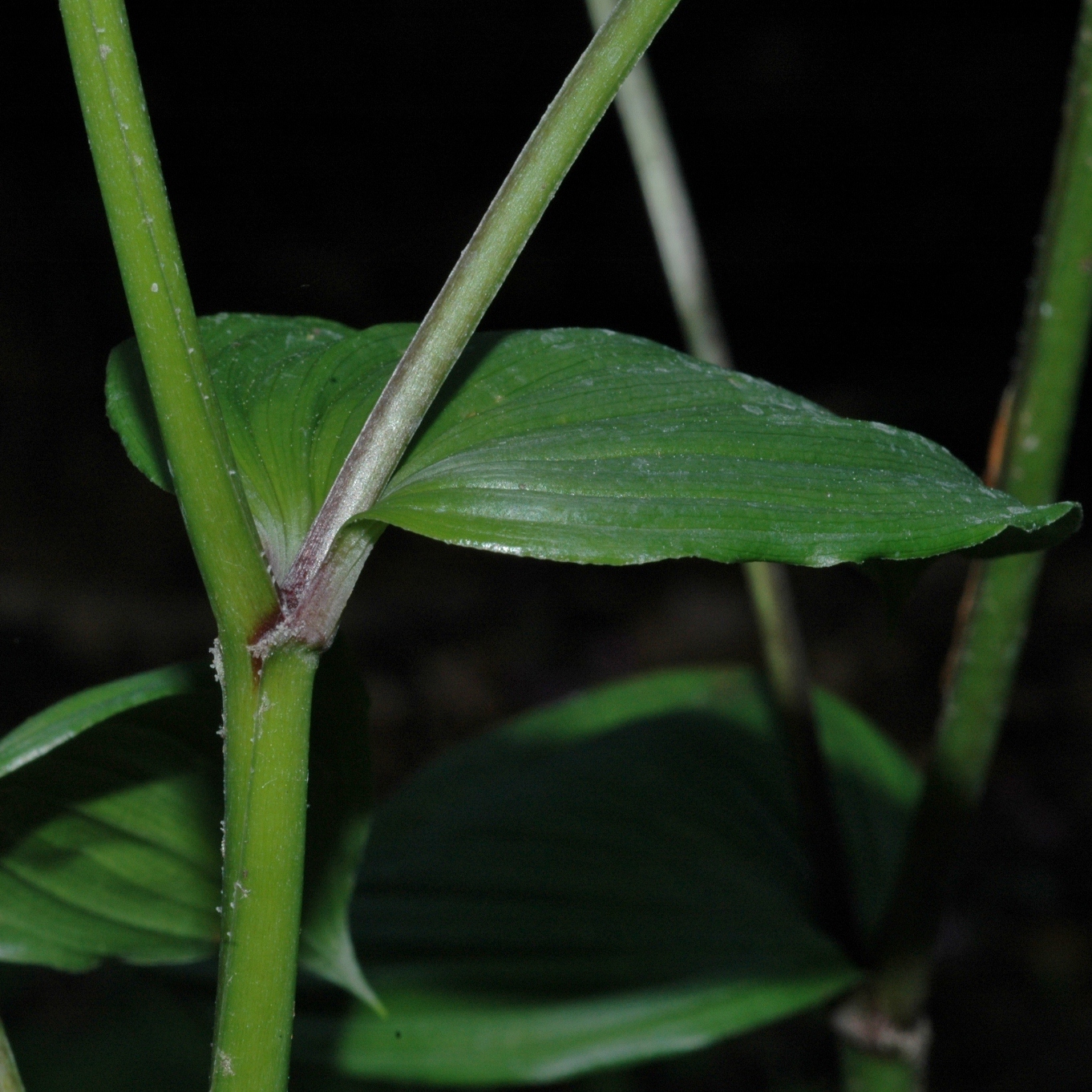 Asparagaceae Disporopsis arisanensis