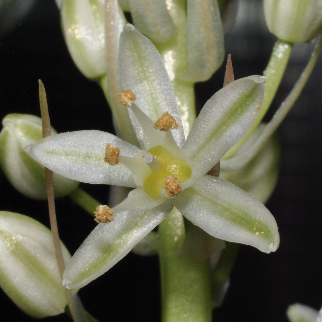 Hyacinthaceae Albuca bracteata