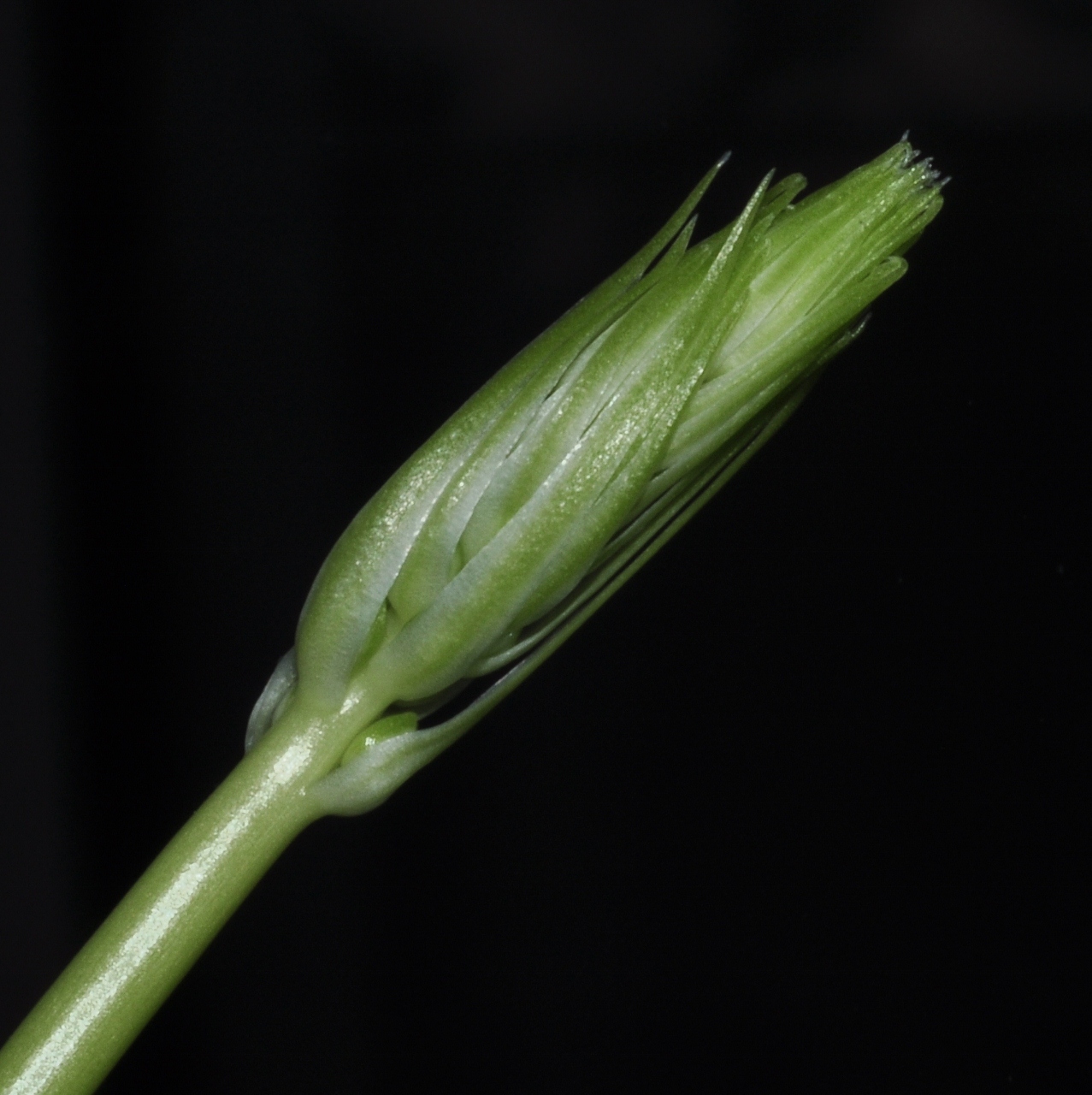 Hyacinthaceae Albuca bracteata