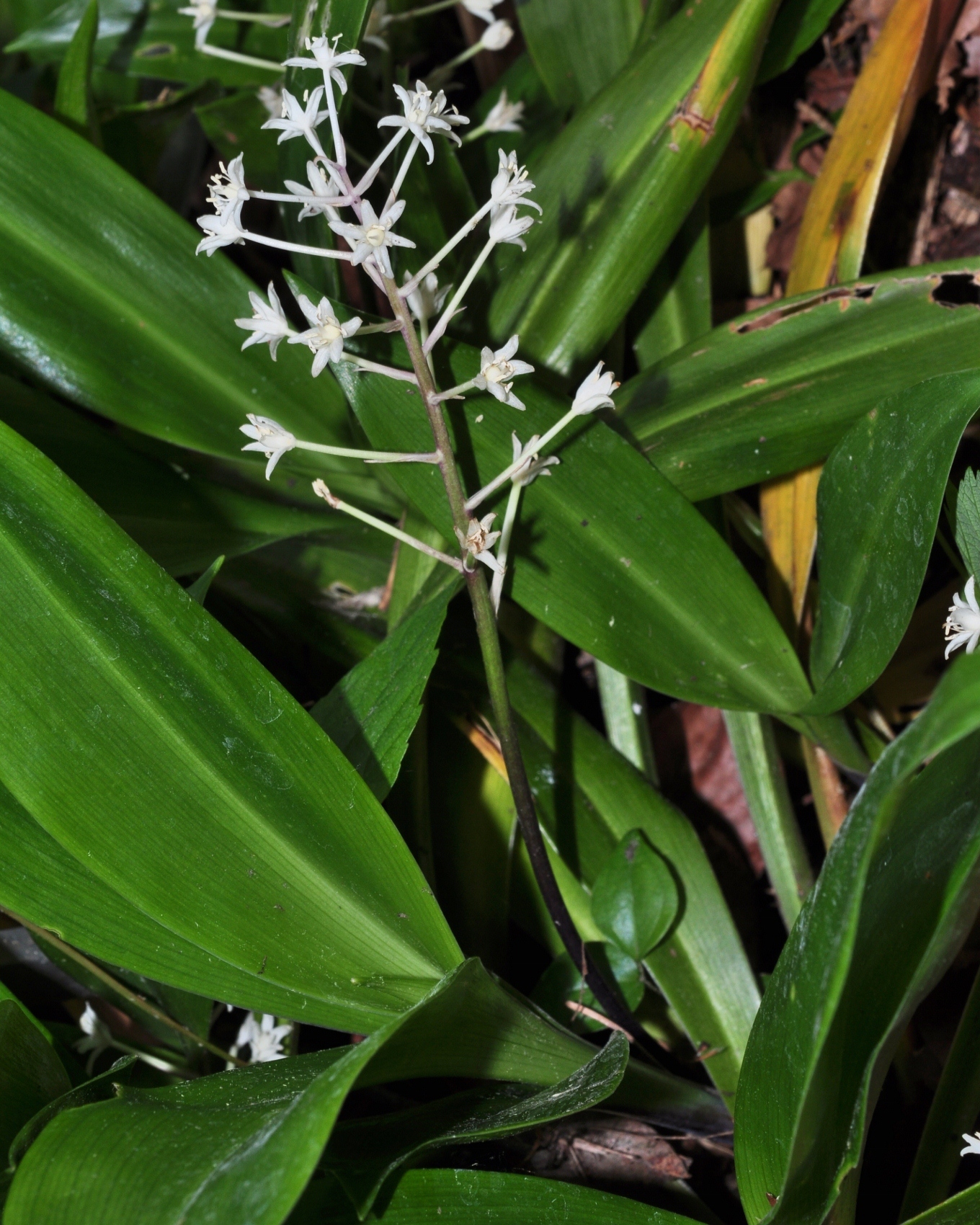 Asparagaceae Speirantha convallarioides