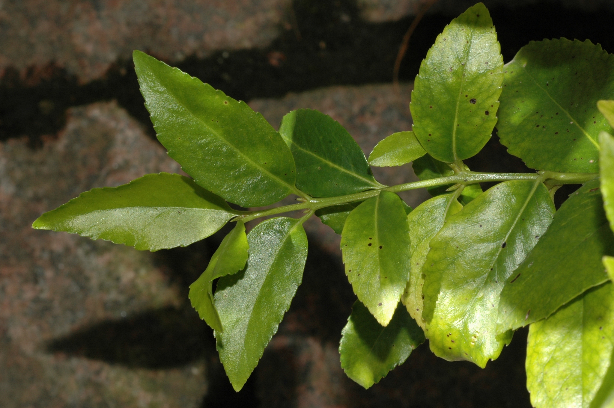 Monimiaceae Laureliopsis philippiana