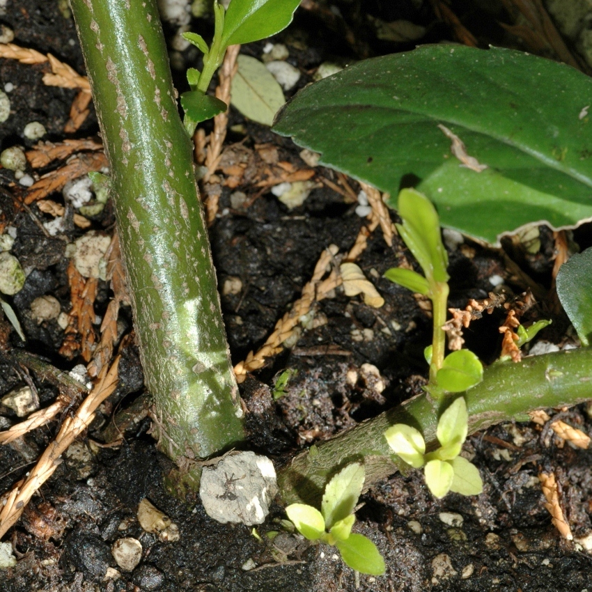 Monimiaceae Laureliopsis philippiana