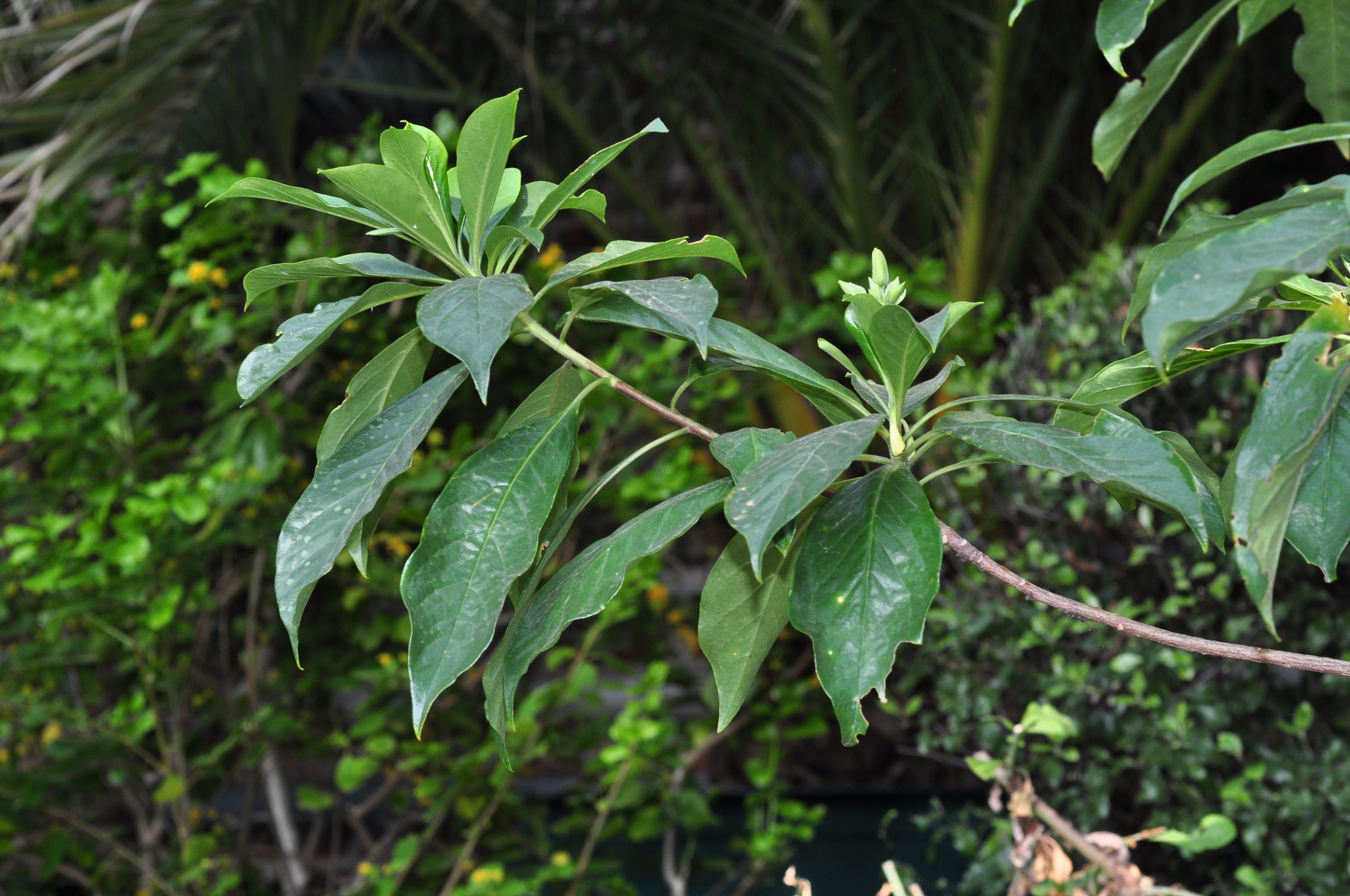Pittosporaceae Hymenosporum flavum