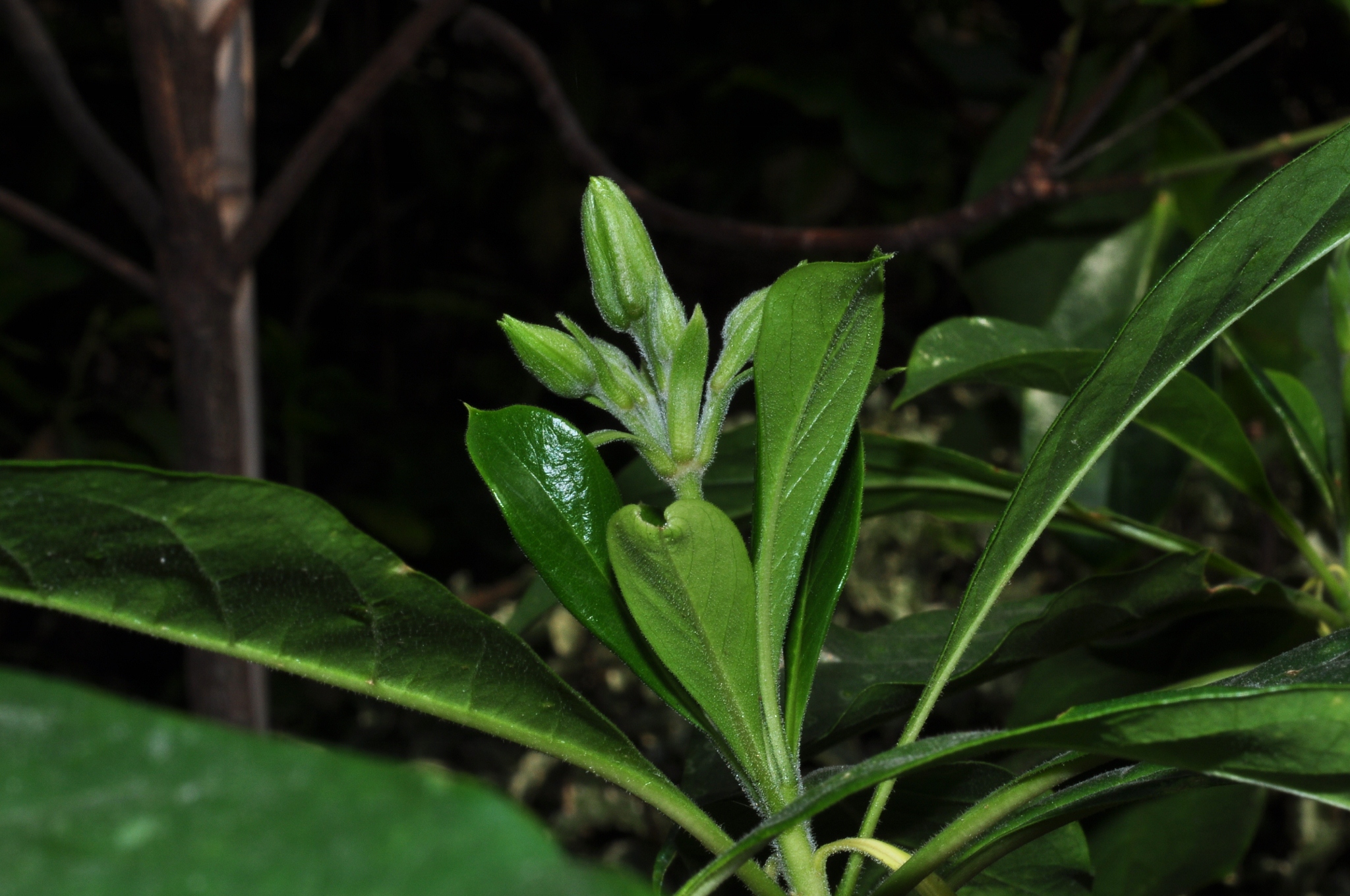 Pittosporaceae Hymenosporum flavum