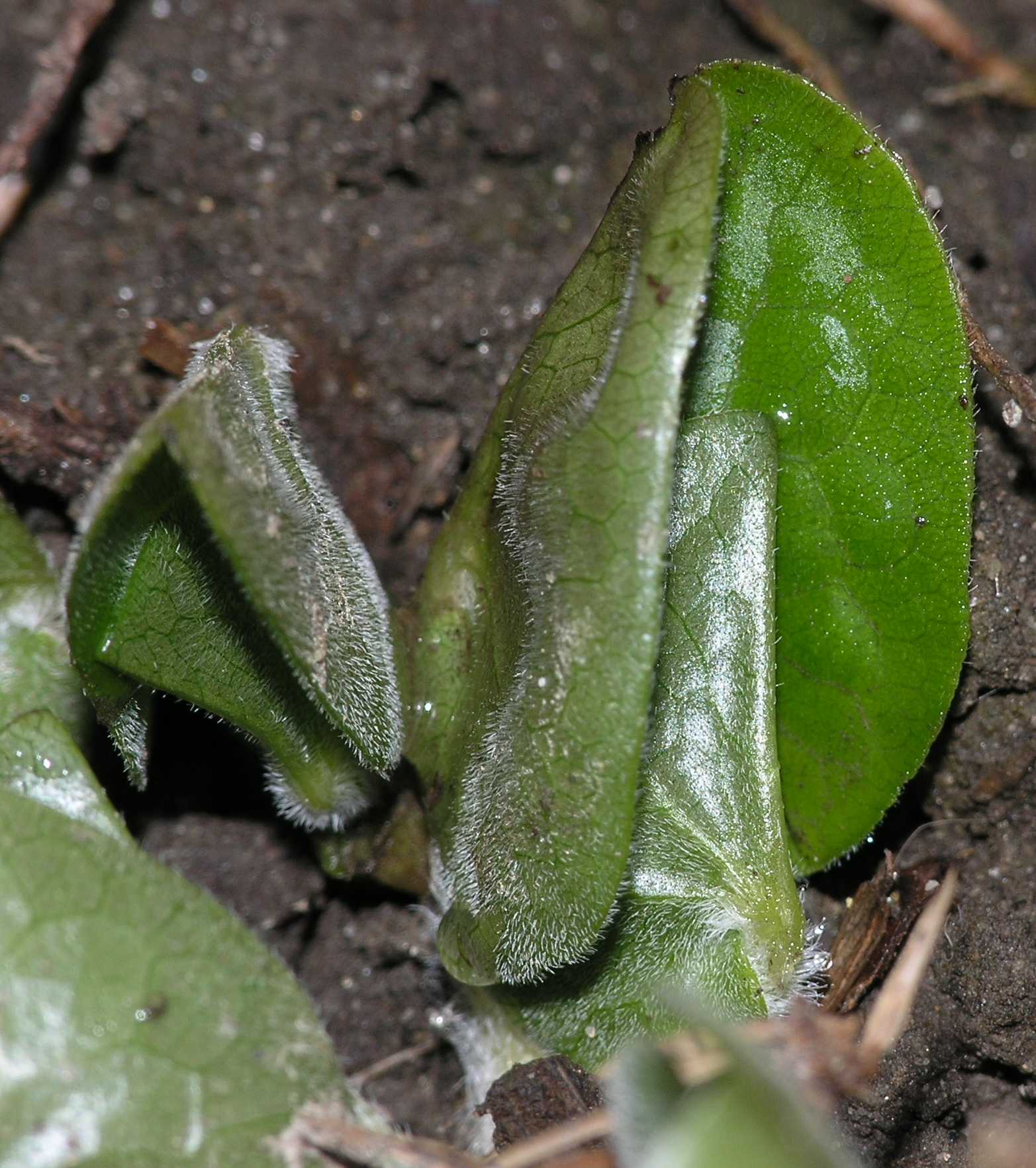 Aristolochiaceae Asarum europaeum